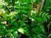 Paprotnik sierpowaty (Cyrtomium falcatum) Polystichum falcatum